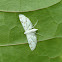 Moth