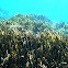 Posidonia