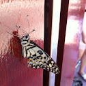 butterfly