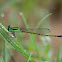 Rambur's Forktail