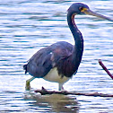 Tri-colored Heron
