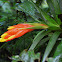 Guzmania