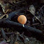 Cookeina tricholoma
