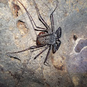 Guabá (Tailless Whipscorpion)
