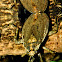 Giant Water Bug