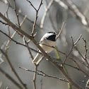 Carolina Chickadee