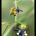 Neon Cuckoo Bee
