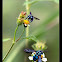 Neon Cuckoo Bee