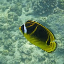 Raccoon butterflyfish