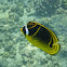 Raccoon butterflyfish