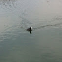 American coot