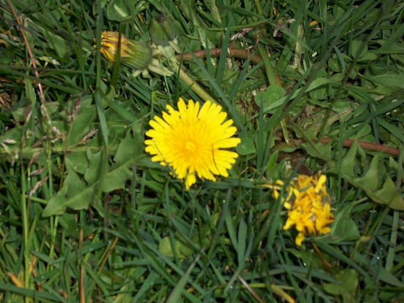 Spotting Image 1
