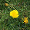 dandelion