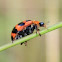 ladybug