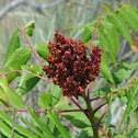 Smooth sumac