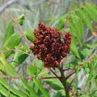 Smooth sumac