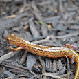 Amphibians of Ohio