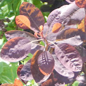 Redsmoke Tree