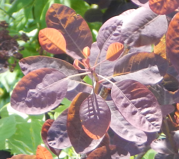 Spotting Image 1