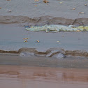 Spectacled Caiman