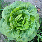 Lechuga, Lettuce