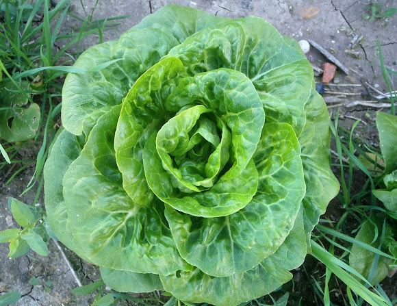 Spotting Image 1