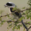 Bay-backed Shrike