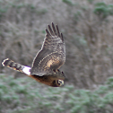 Norther Harrier (juvenile)