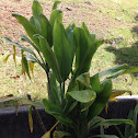 Hawaiian Ti. leaves
