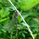 Fawn Darner
