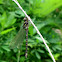 Fawn Darner