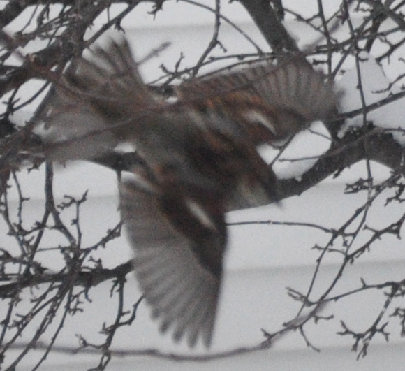 Spotting Image 1