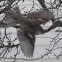 House Sparrow