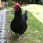 Australorp