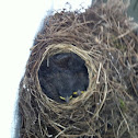 Dark-eyed Junco chicks