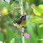 Bananaquit