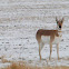 Pronghorn