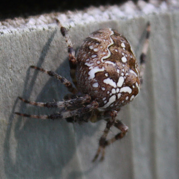 Spotting Image 1