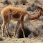 Vicuña