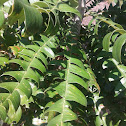 bull banksia