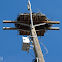 Osprey Nest