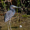 Tricolored Heron