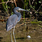 Tricolored Heron