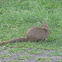 Small Asian Mongoose