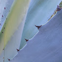 Agave