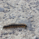 Eastern tent caterpillar