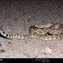 Mojave Rattlesnake