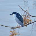 Black-crowned Night Heron