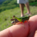 Grasshopper