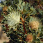 Parrot bush